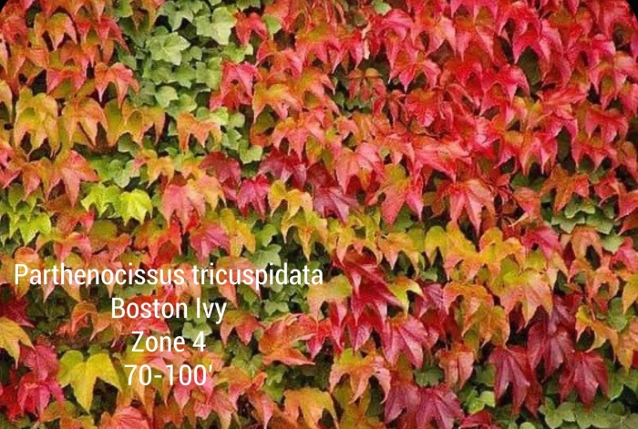 Parthenocissus tricuspidata veitchii