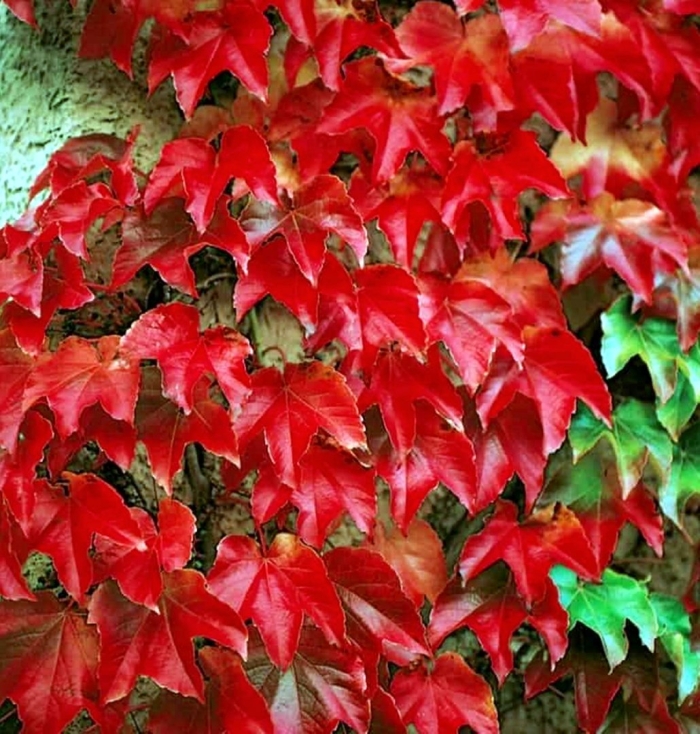 Виноград девичий триостренный нептун