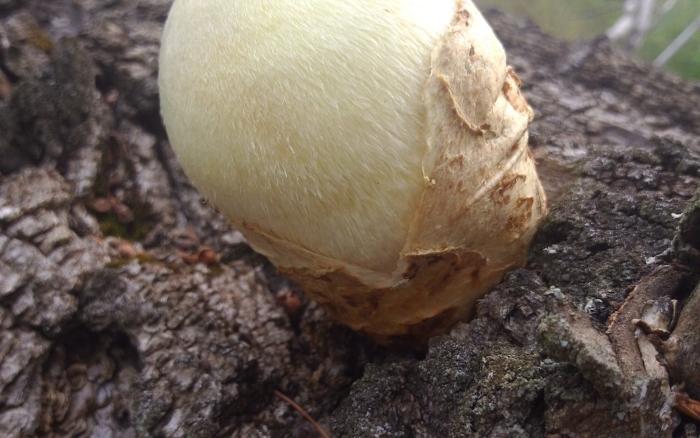 Вольвариелла шелковистая