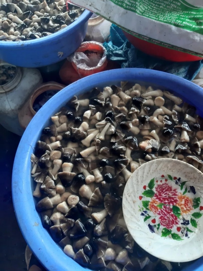 Грибы соленые