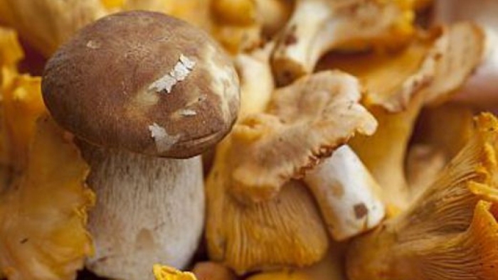 Какие грибы нельзя есть