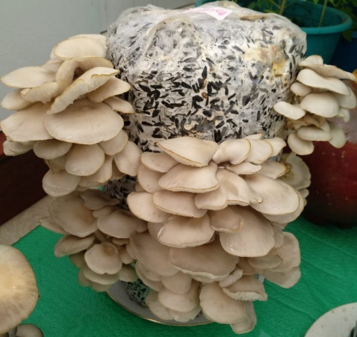 Мицелий грибов вешенка