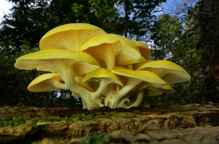 Вёшенка лимонная (pleurotus citrinopileatus)
