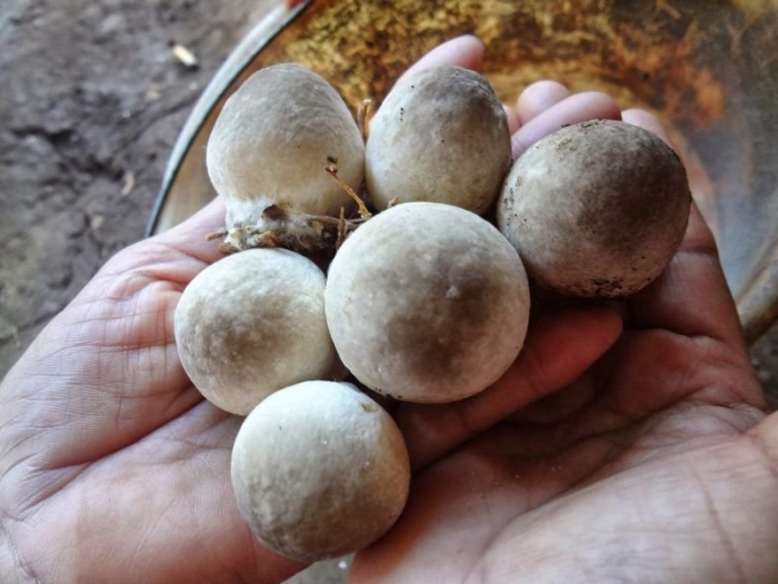 Азиатские грибы