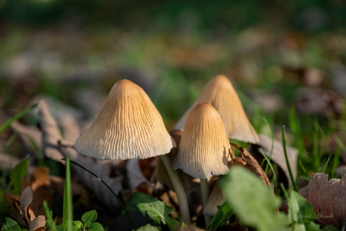 Навозник обыкновенный coprinopsis cinerea