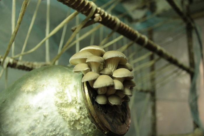 Мицелий грибов вешенка королевская