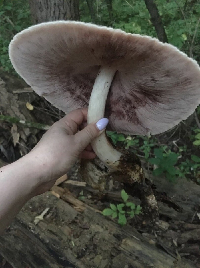 Вольвариелла бомбицина