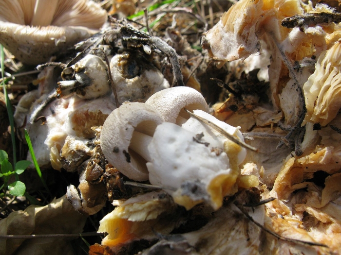 Гриб вольвариелла слизистоголовая