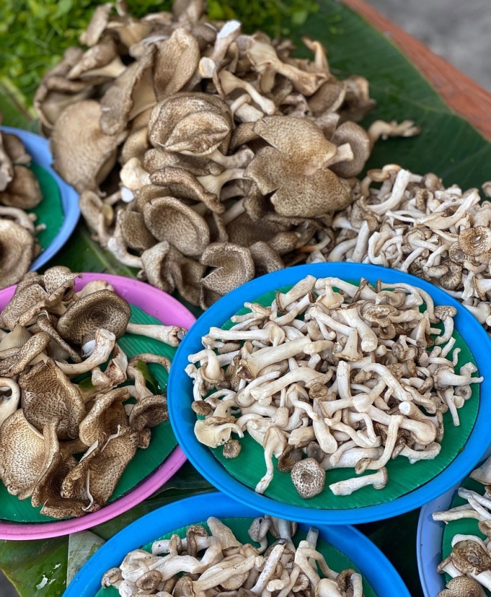 Соломенные грибы