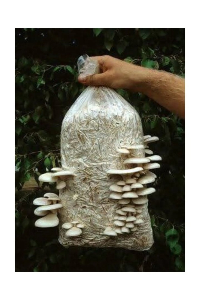 Грибные блоки (субстрат) вешенка