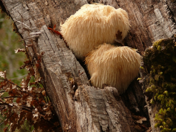 Hericium erinaceus