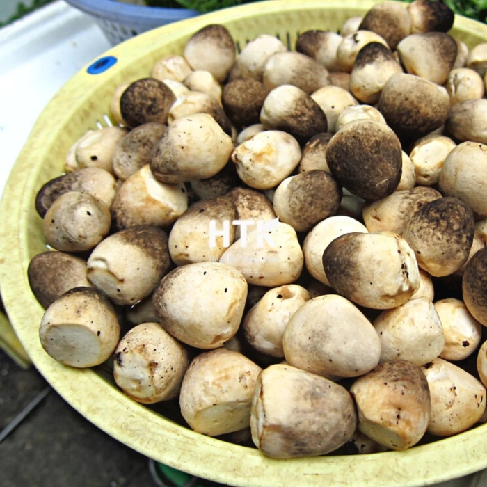 Шампиньон королевский грибничок