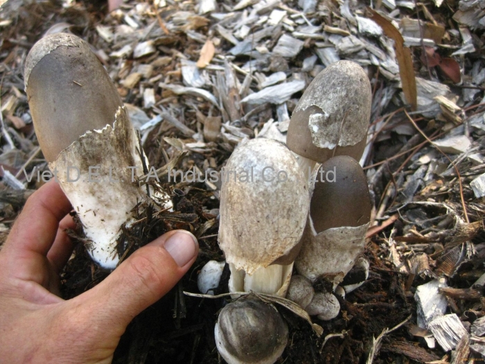 Весёлка обыкновенная гриб