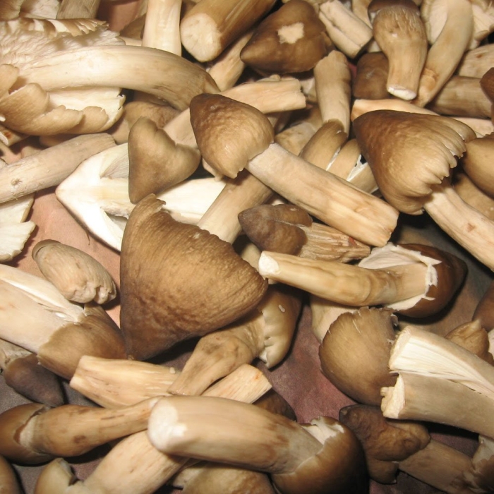 Сушёный белый гриб