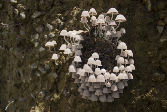 Навозник рассеянный coprinus disseminatus