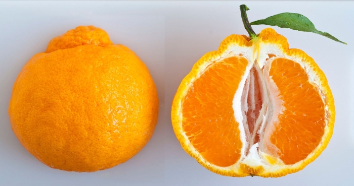 Цитрус мандарин mandarine