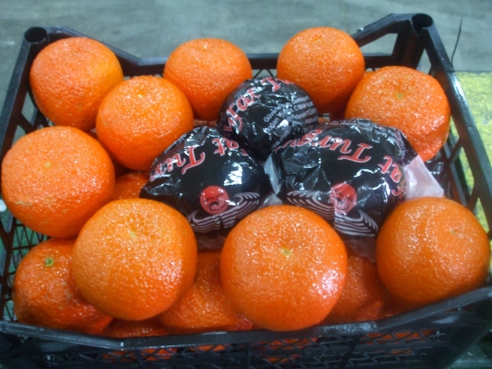 Сорт мандарин минеола