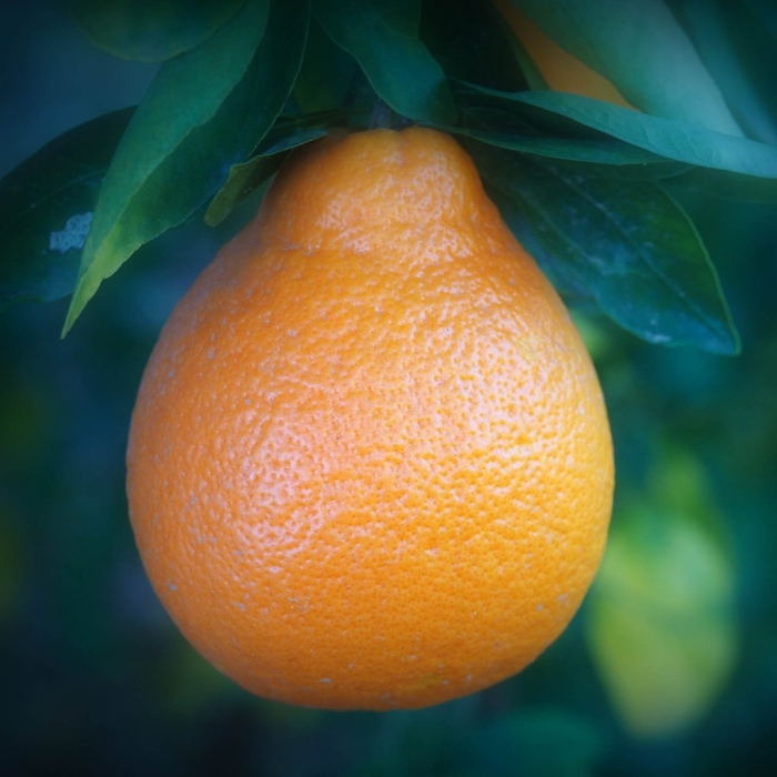 Гибрид мандарина