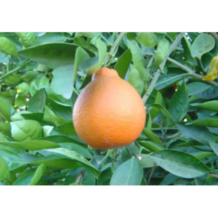 Гибриды цитрусовых