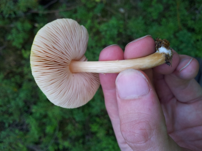 Пластинчатые грибы плютей олений