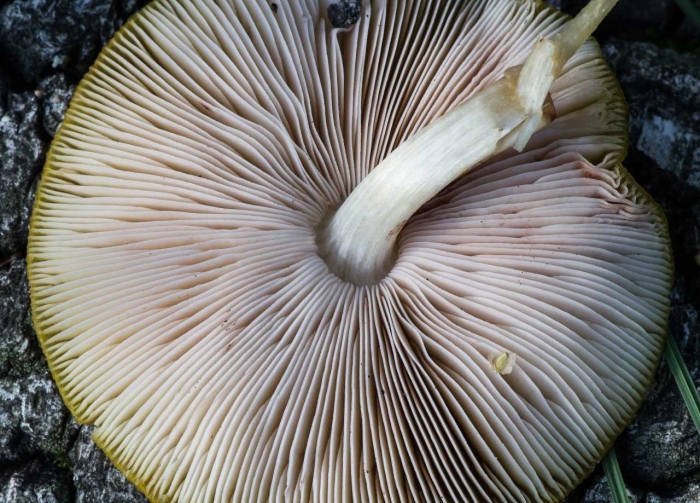 Плютей львино желтый съедобный