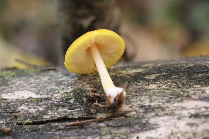 Pluteus chrysophaeus