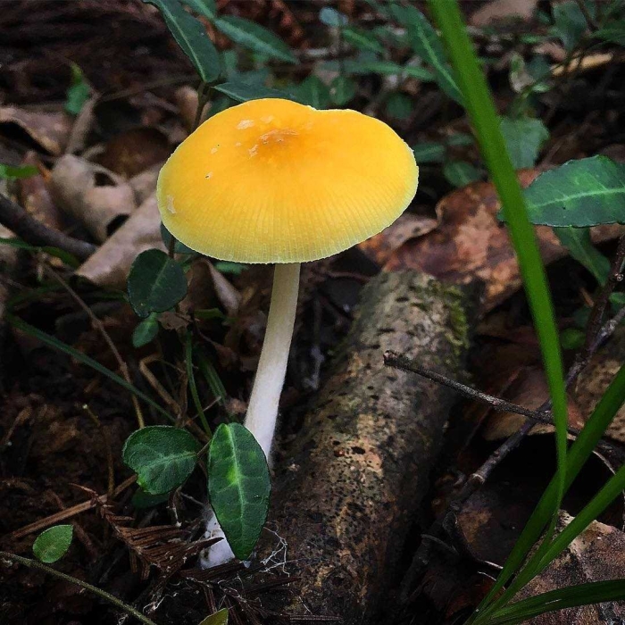 Плютей бархатистоножковый