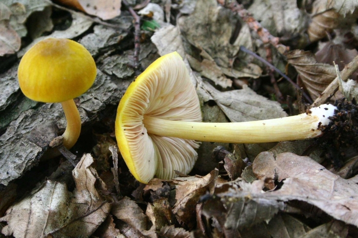 Гриб желтого цвета