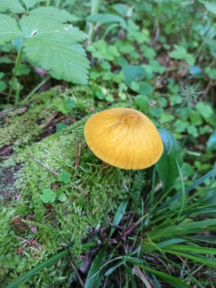 Плютей львино-жёлтый