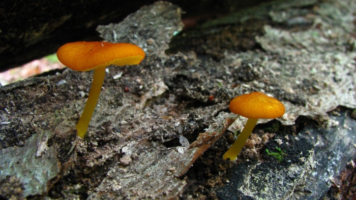 Mycena leaiana