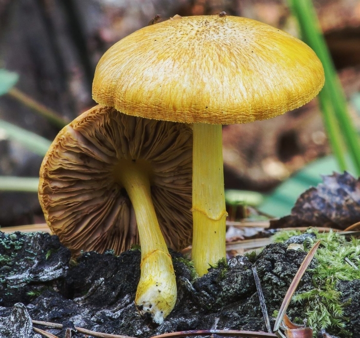 Гриб паутинник шафрановый