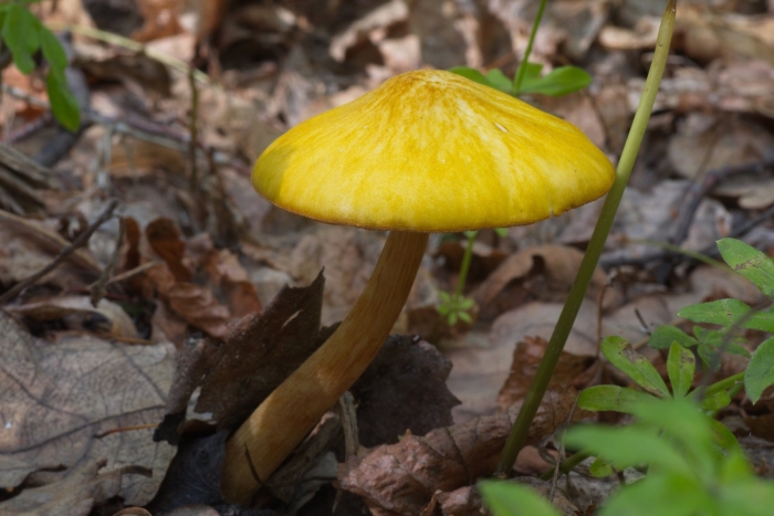 Жёлтые грибы