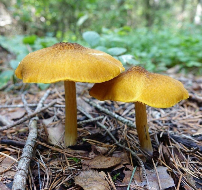 Гриб плютей жёлтый