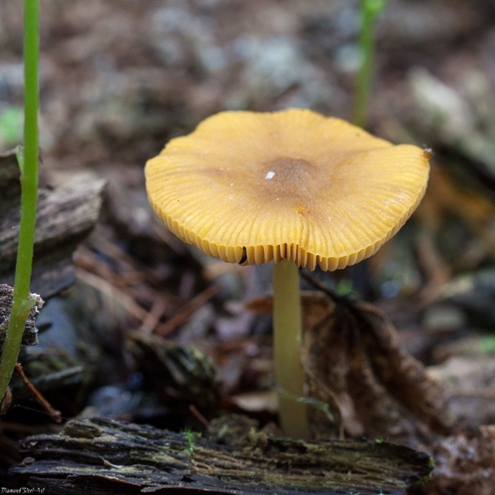 Плютей золотистожилковый