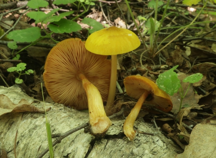 Гриб плютей жёлтый