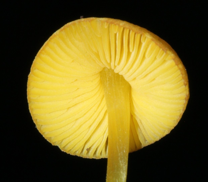 Гигроцибе жёлто-зелёная