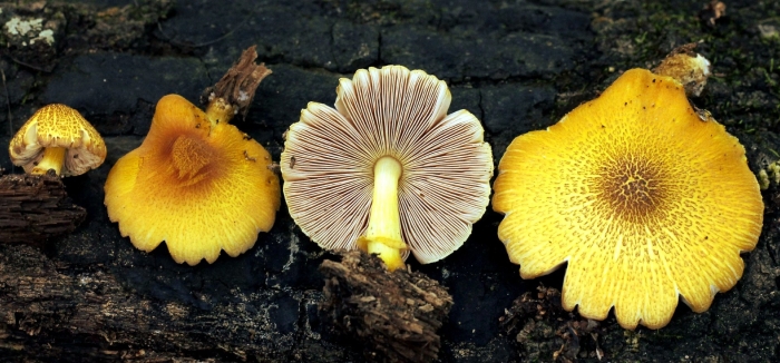 Pluteus mammillatus
