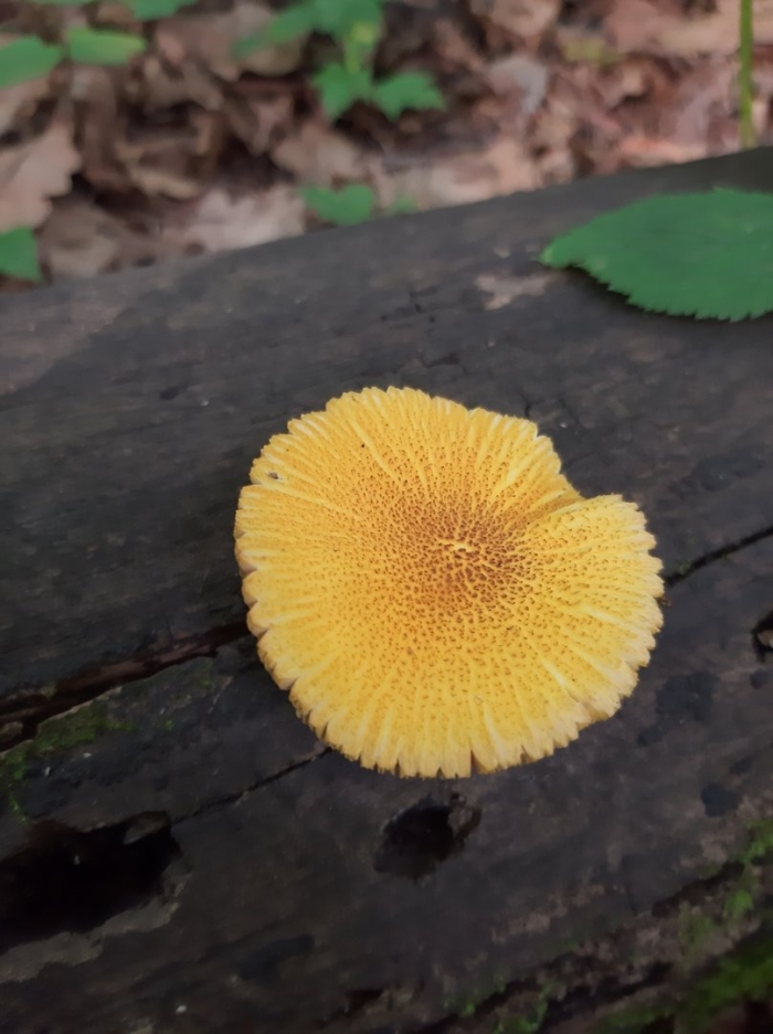 Leucocoprinus birnbaumii