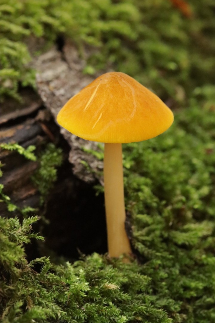 Желтая поганка