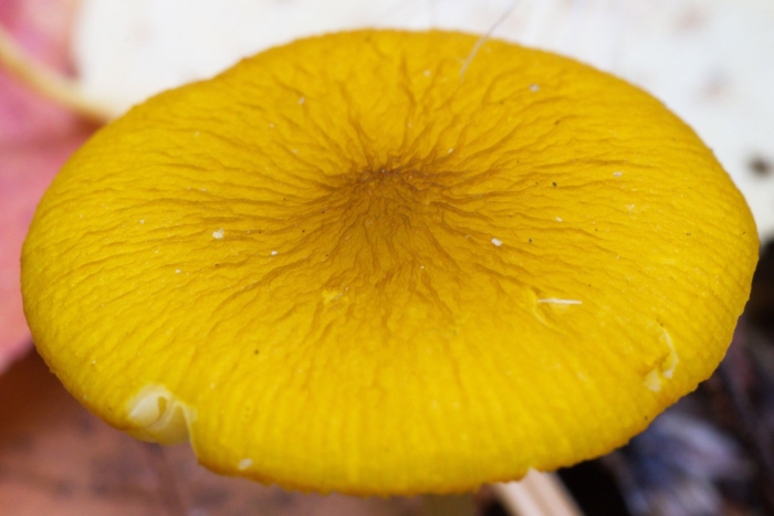 Pluteus phaeocyanopus