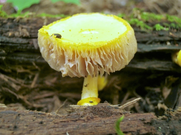 Leucocoprinus flavescens