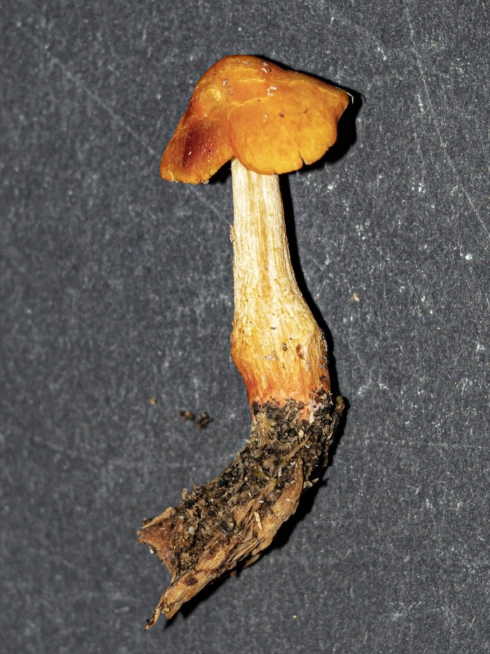 Xerocomellus chrysenteron