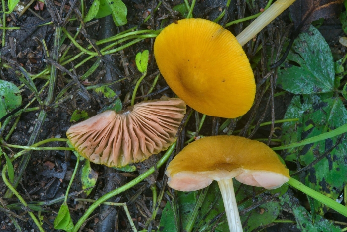 Hygrocybe psittacina