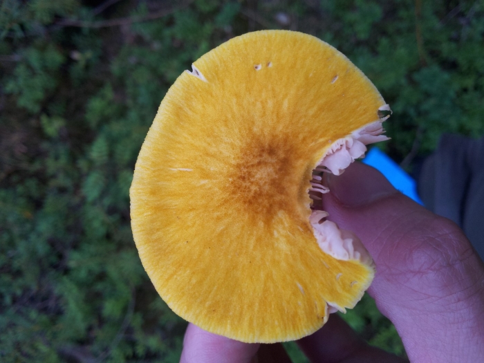 Желтая сыроежка