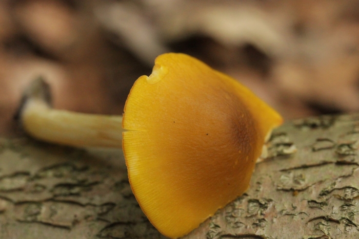 Желтые пластинчатые грибы