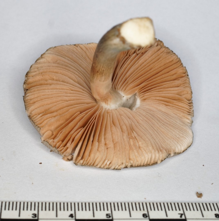 Pluteus pouzarianus