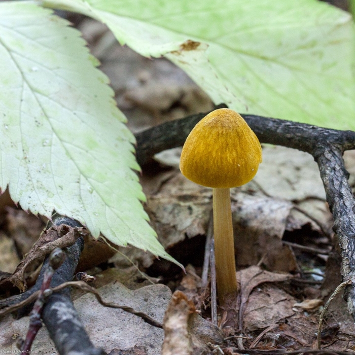 Больбитус золотистый