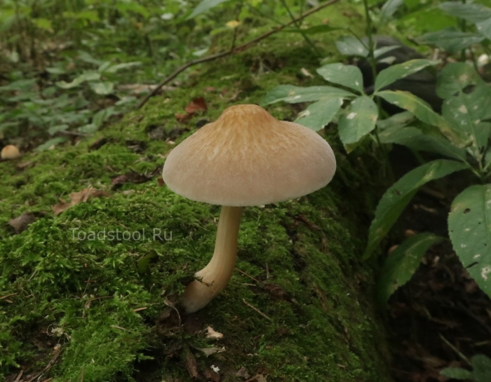 Колпак кольчатый cortinarius caperatus