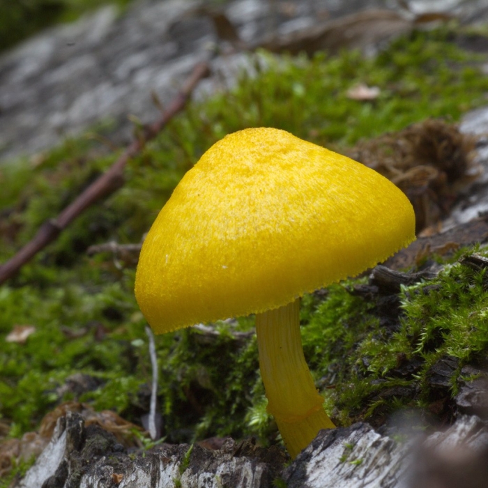 Плютей фенцля