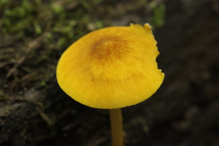 Плютей благородный